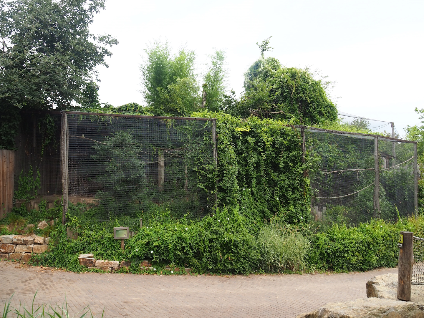 Monk parakeet aviary, 2023-07-18