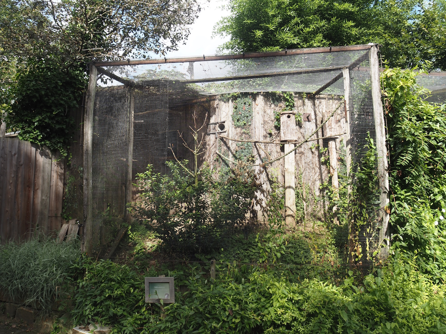 Monk parakeet aviary, 2024-08-21