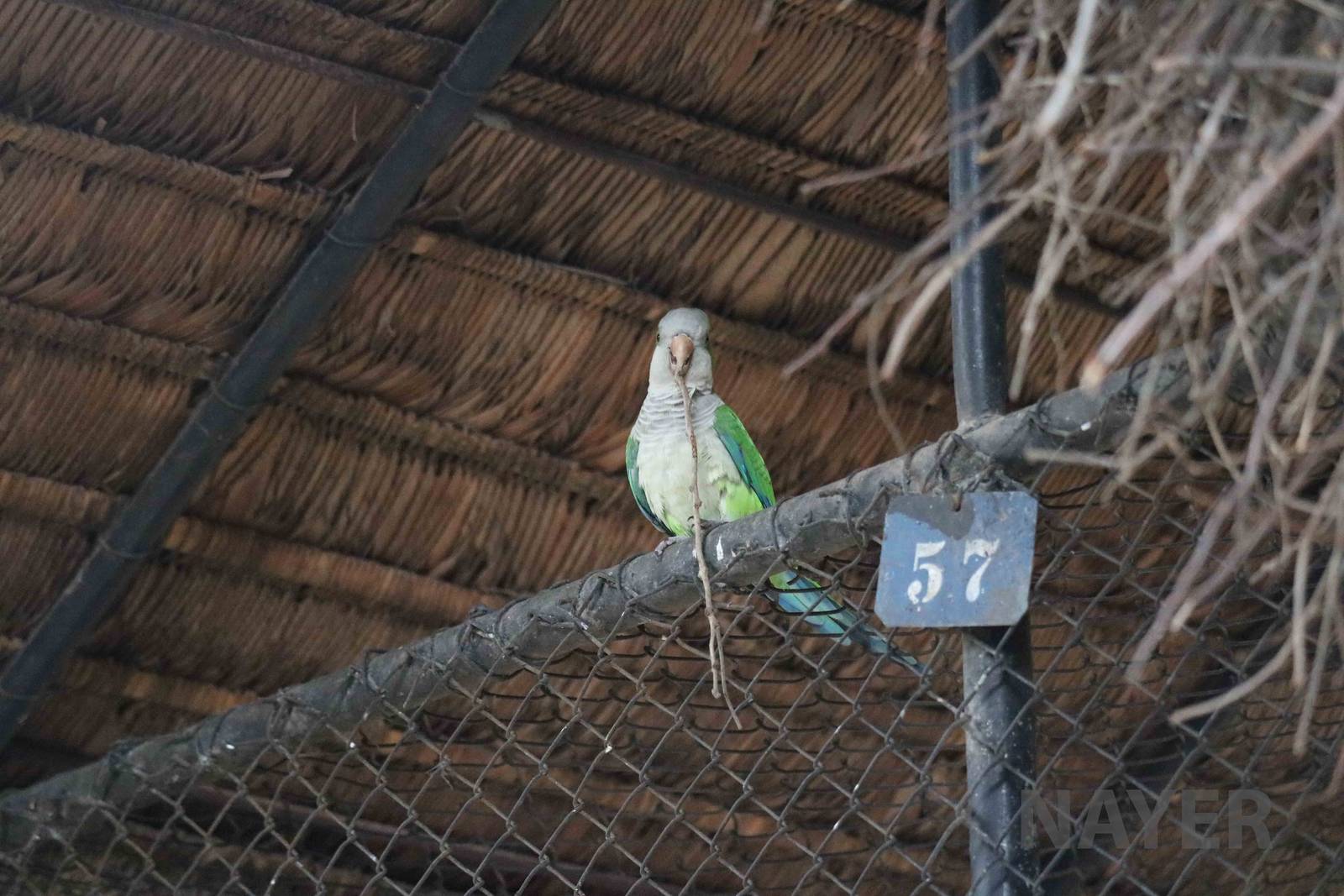 Monk parakeet building a nest, March 2016