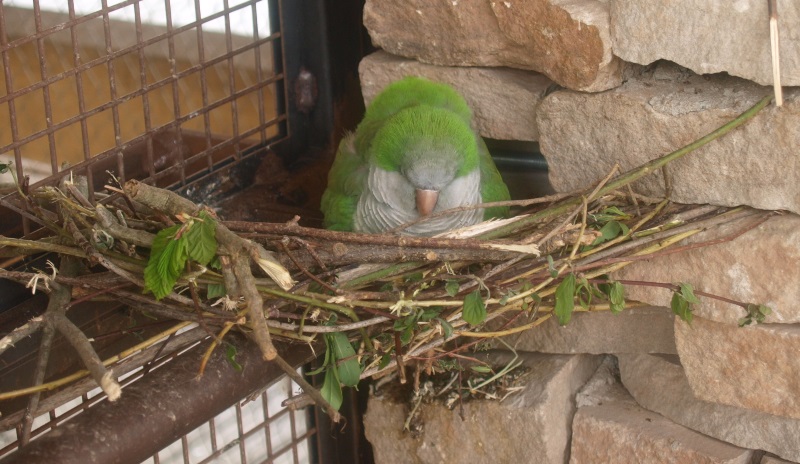 Monk parakeet - dumb nesting spot (May 2nd, 2015)