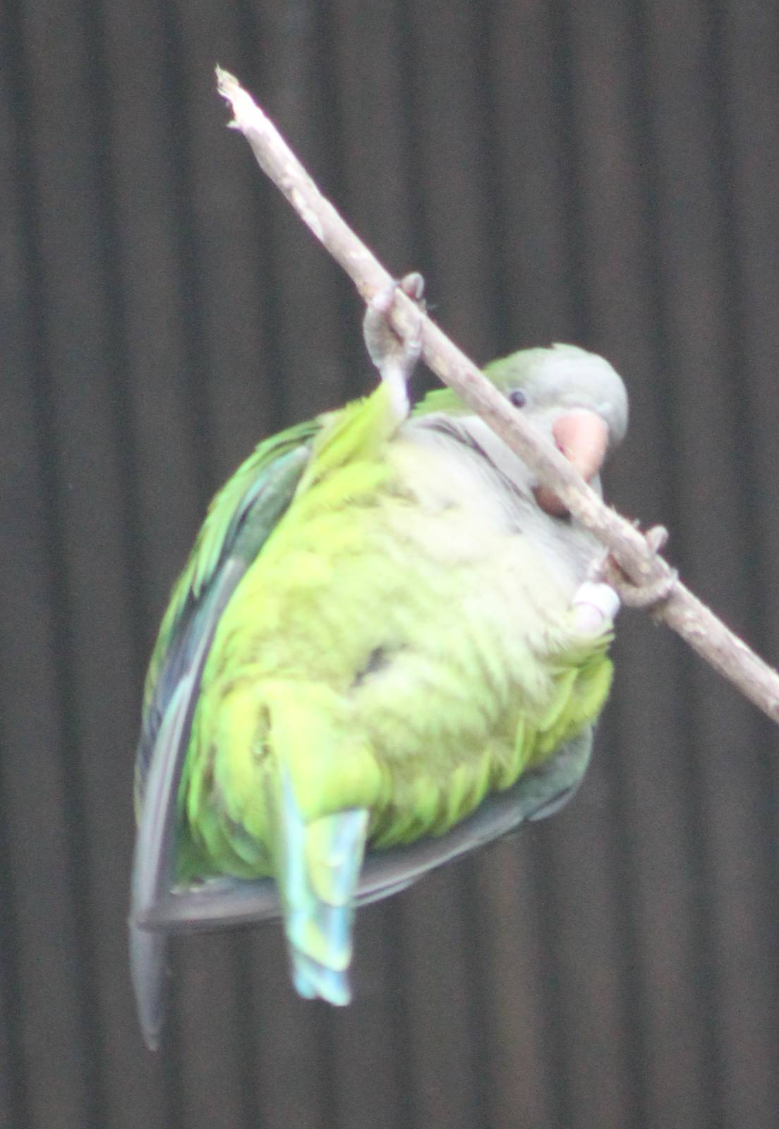 Monk parakeet hanging around
