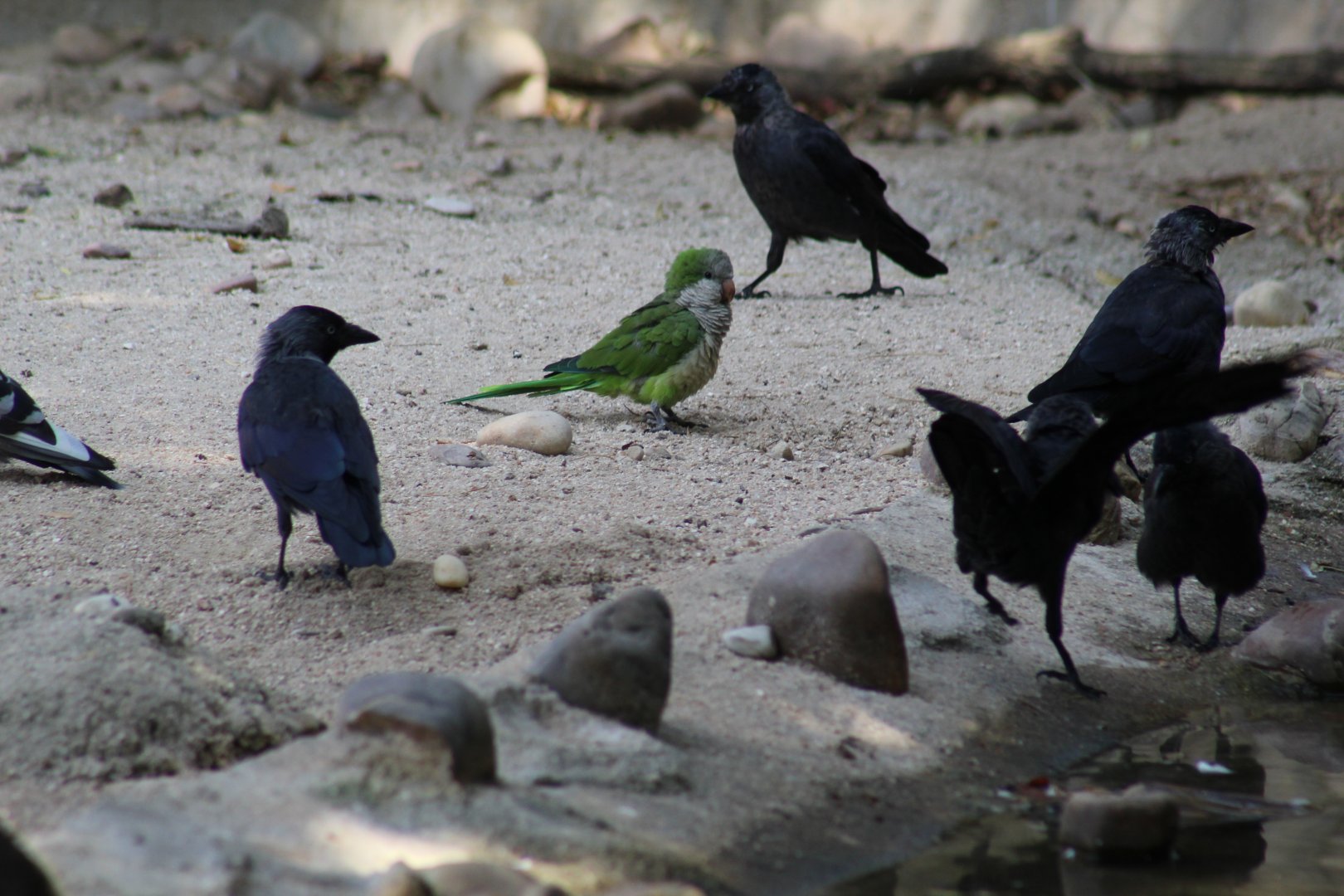 Monk Parakeet & Jackdaws
