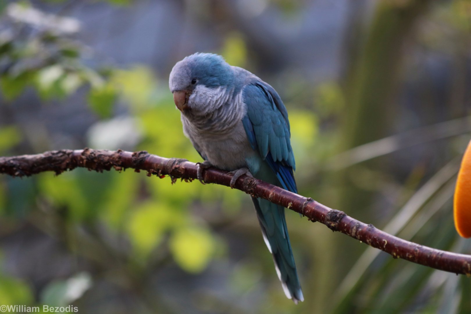 Monk Parakeet Mutation
