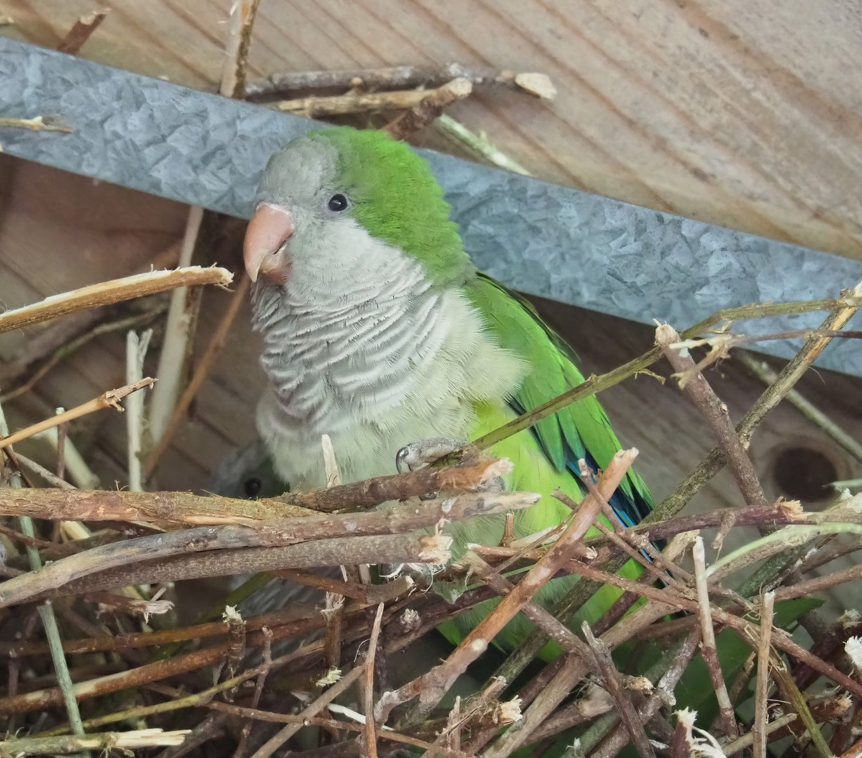 Monk parakeet (Myiopsitta monachus), 2022-08-20