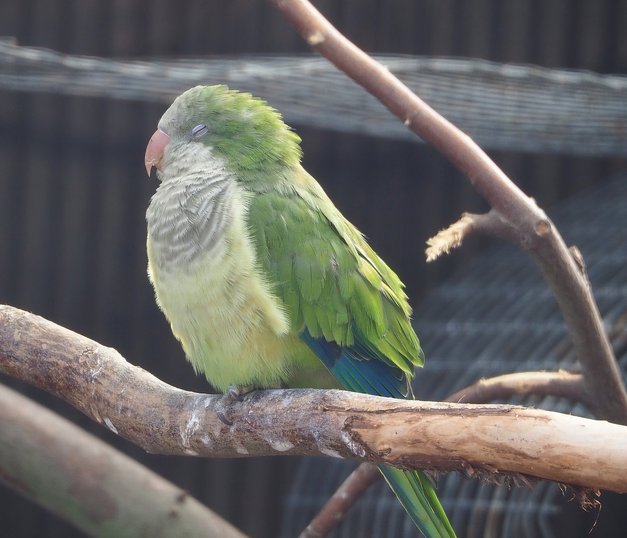 Monk parakeet (Myiopsitta monachus), 2022-08-28