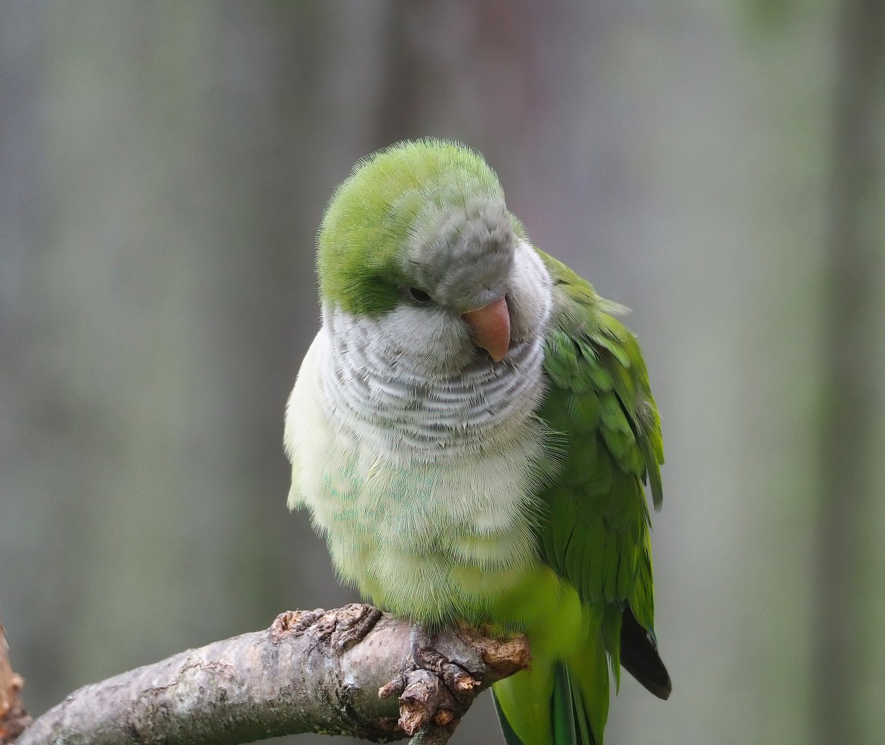 Monk parakeet (Myiopsitta monachus), 2023-07-18
