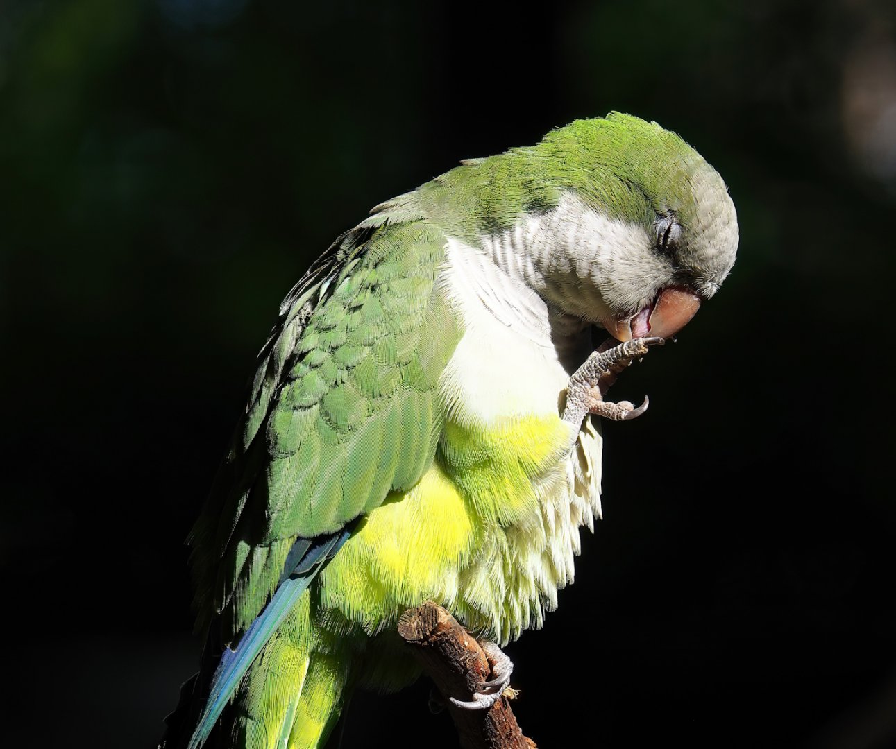 Monk parakeet (Myiopsitta monachus), 2023-09-24
