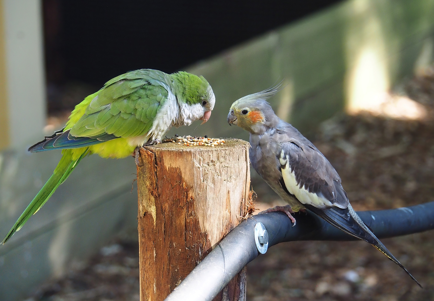 Monk parakeet (Myiopsitta monachus) and Cockatiel (Nymphicus hollandicus), 2023-09-24