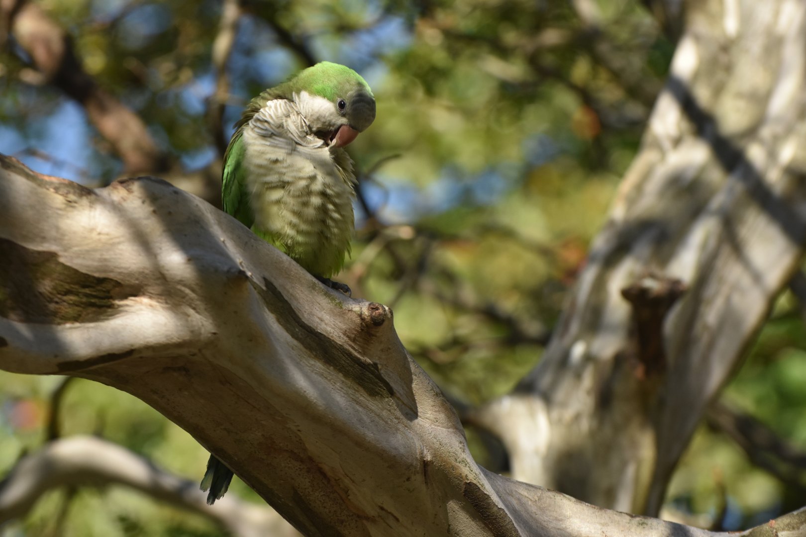 Monk Parakeet (Myiopsitta monachus)