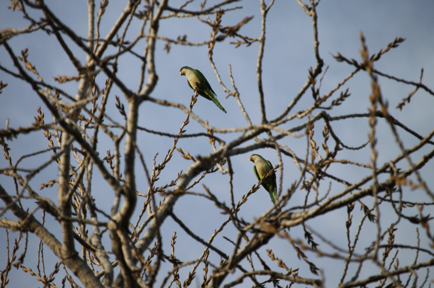 Monk Parakeet (Myiopsitta monachus)