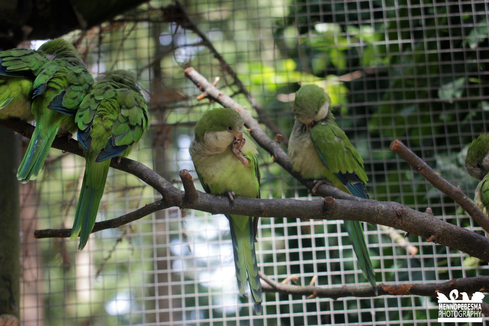 Monk parakeet (Myiopsitta monachus)