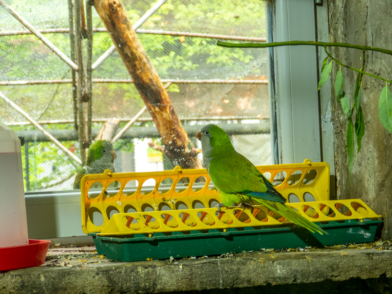 Monk parakeet (Myiopsitta monachus)