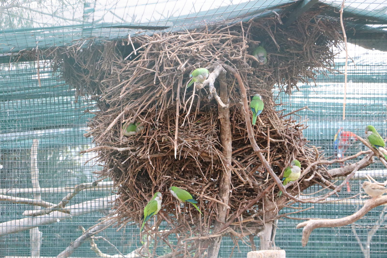 Monk parakeet nest, February 2016