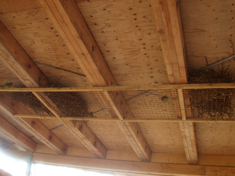 Monk parakeet nests under shelter roof (May 2nd, 2015)