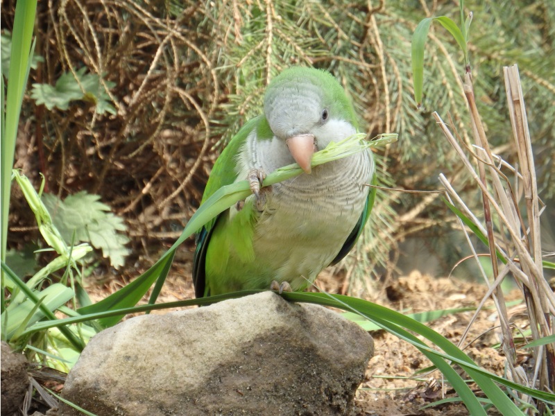 Monk parakeet nibbling on grass (May 2nd, 2015)