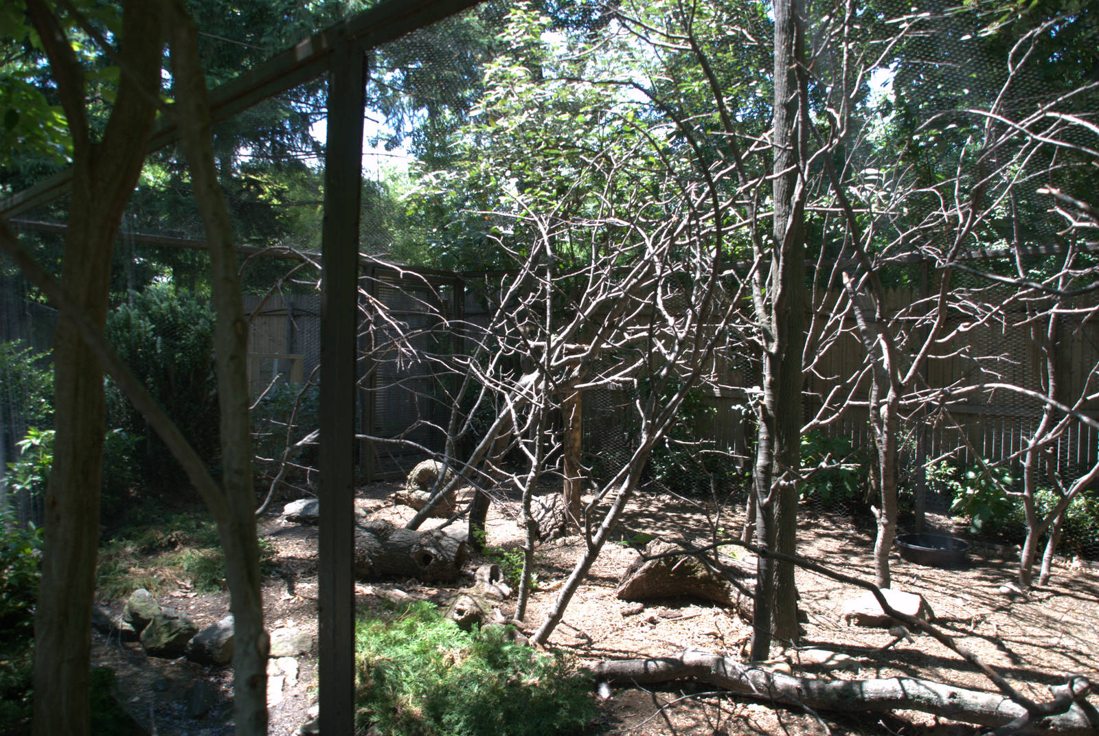 Monk parakeet/Silver pheasant enclosure