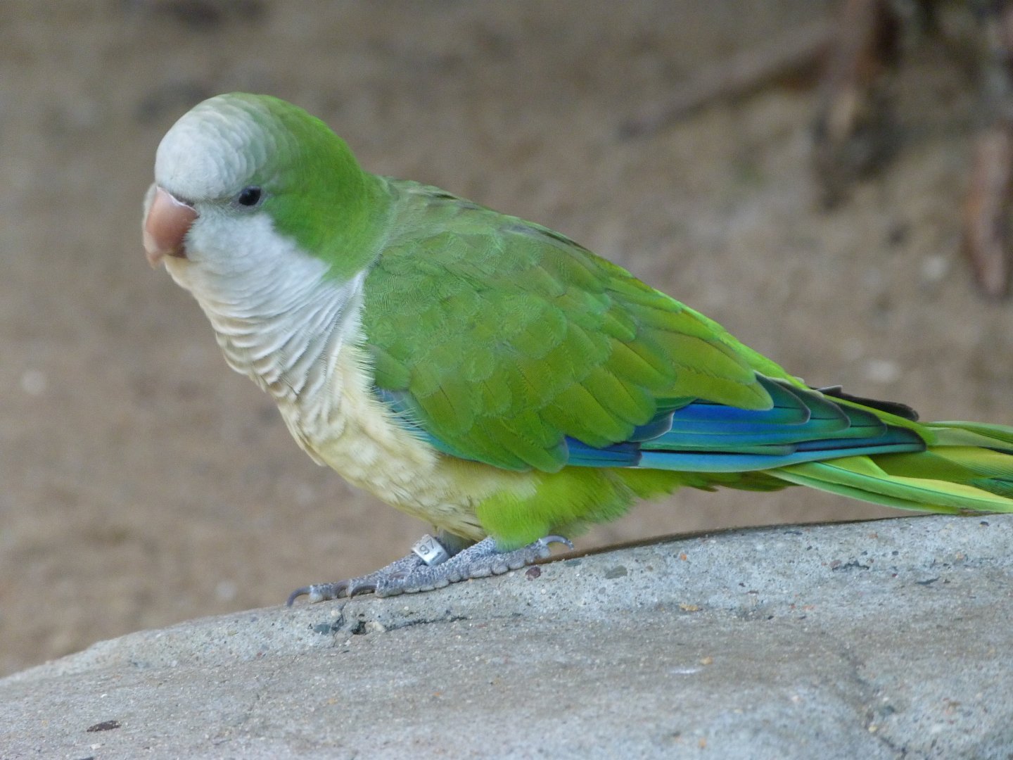 Monk parakeet -Zoo Praha (2025)
