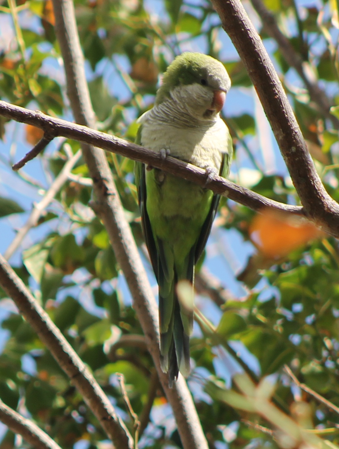 monk parakeet