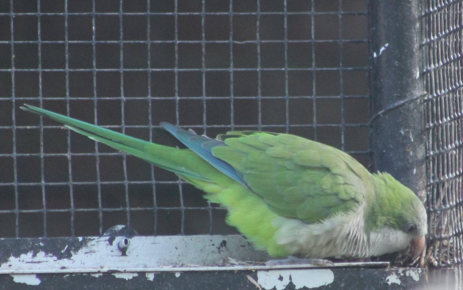 Monk parakeet