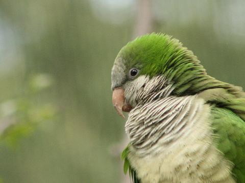 Monk Parakeet