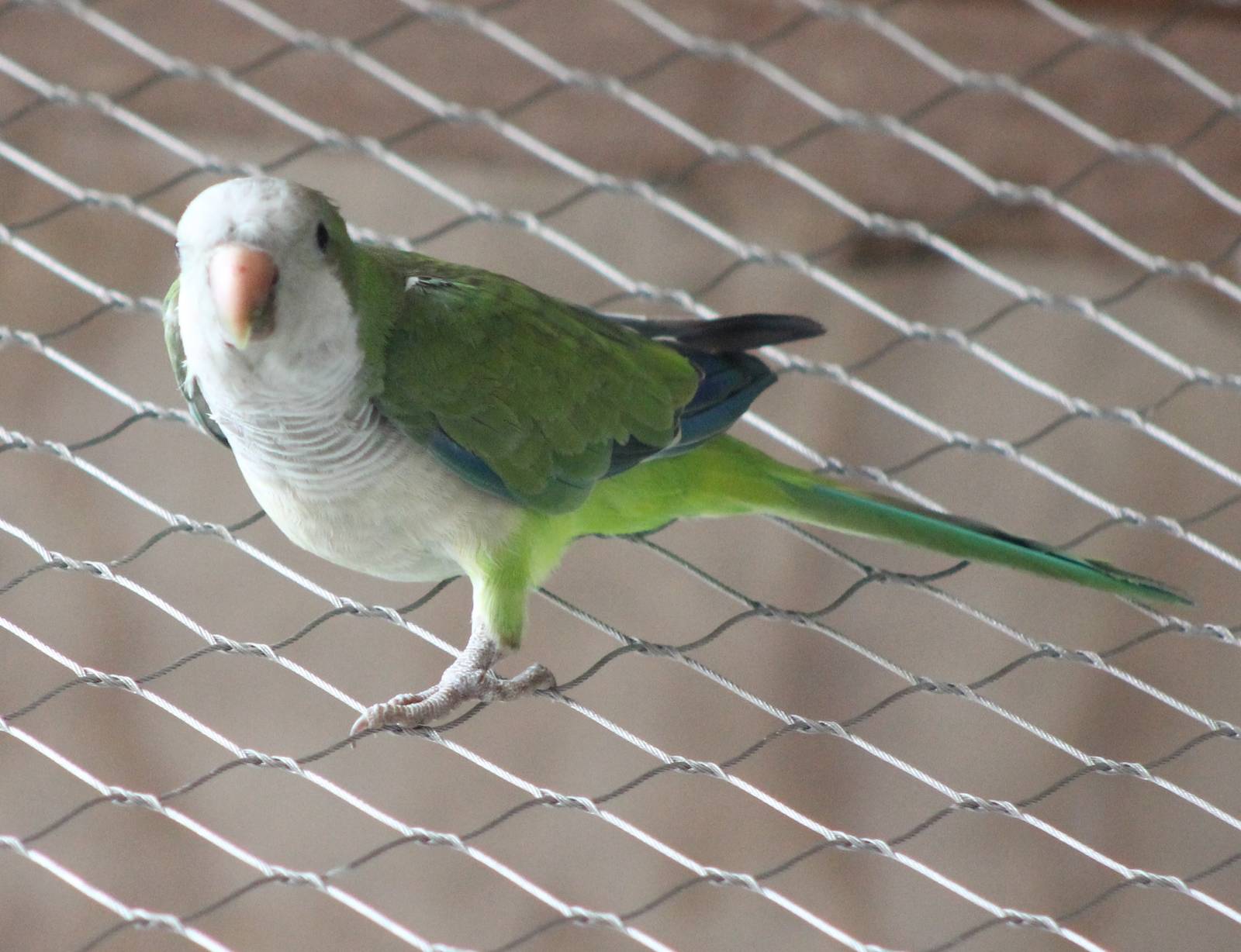 Monk parakeet