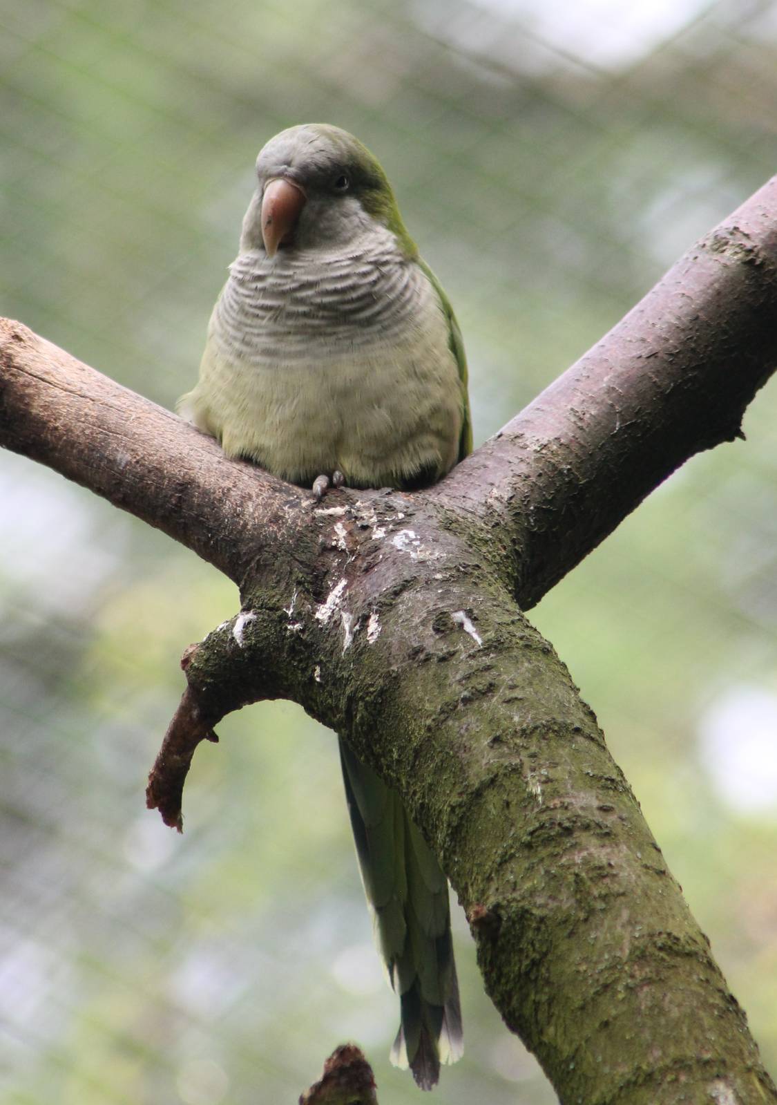 Monk parakeet