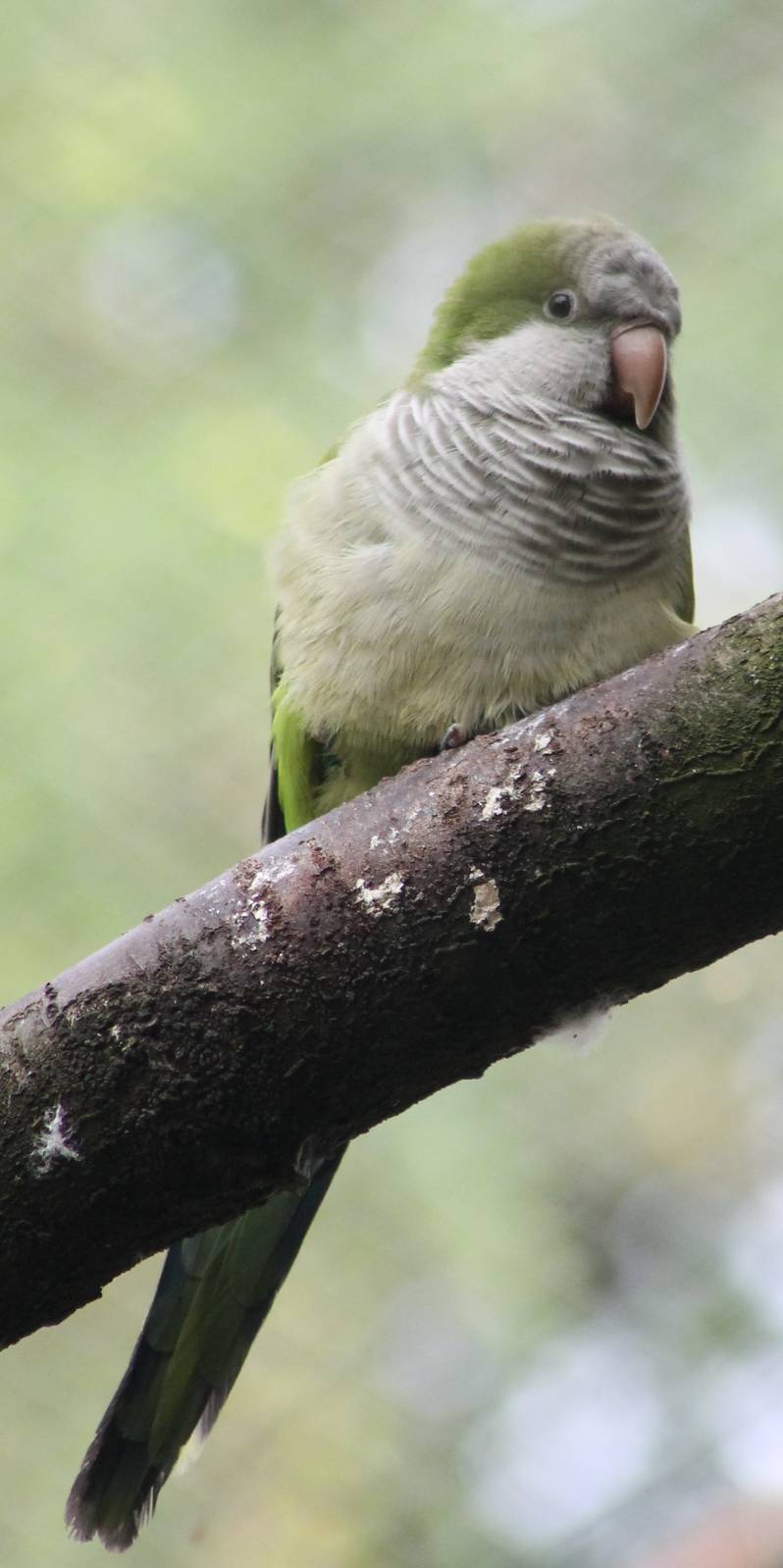Monk parakeet
