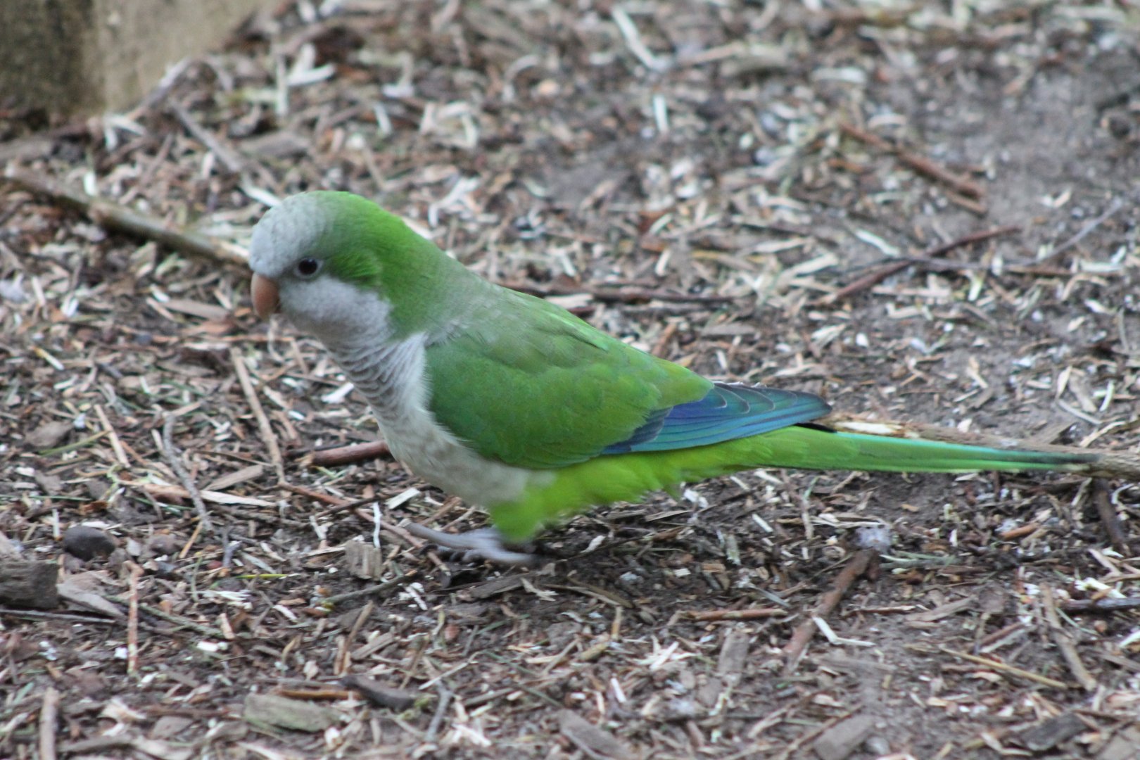 Monk parakeet