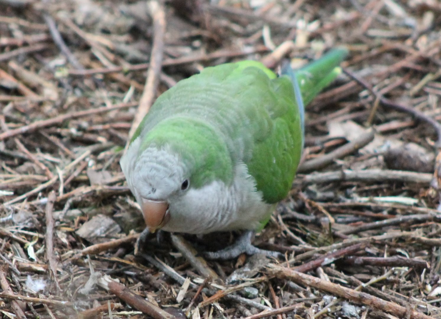 Monk parakeet