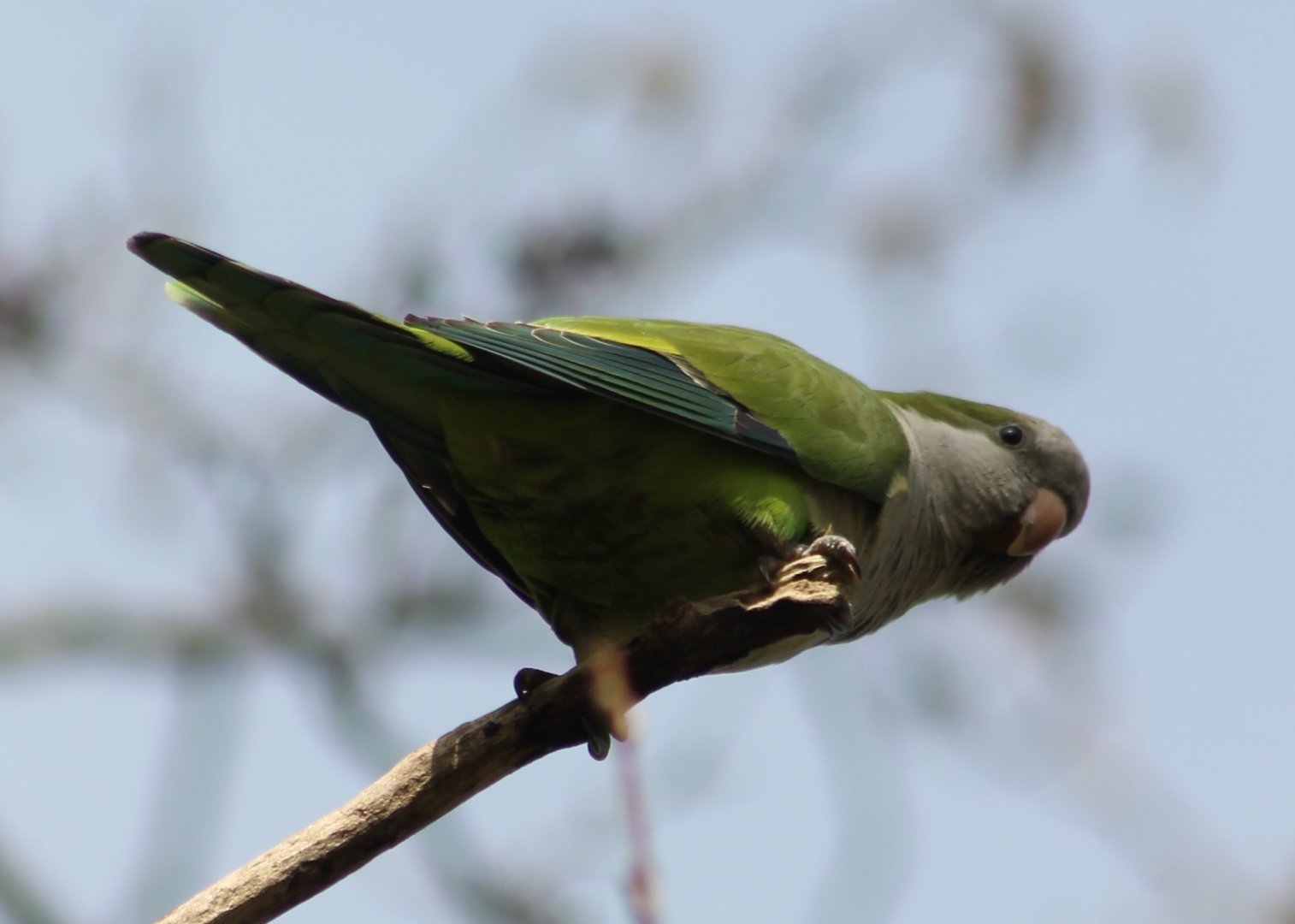 Monk parakeet