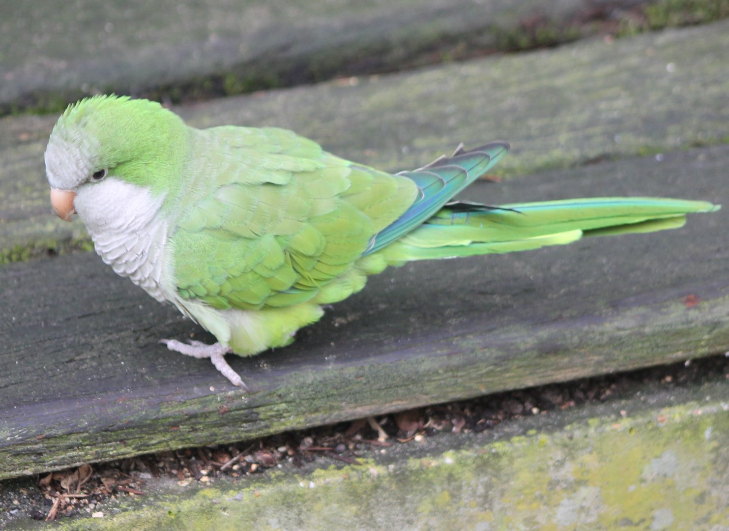 Monk parakeet
