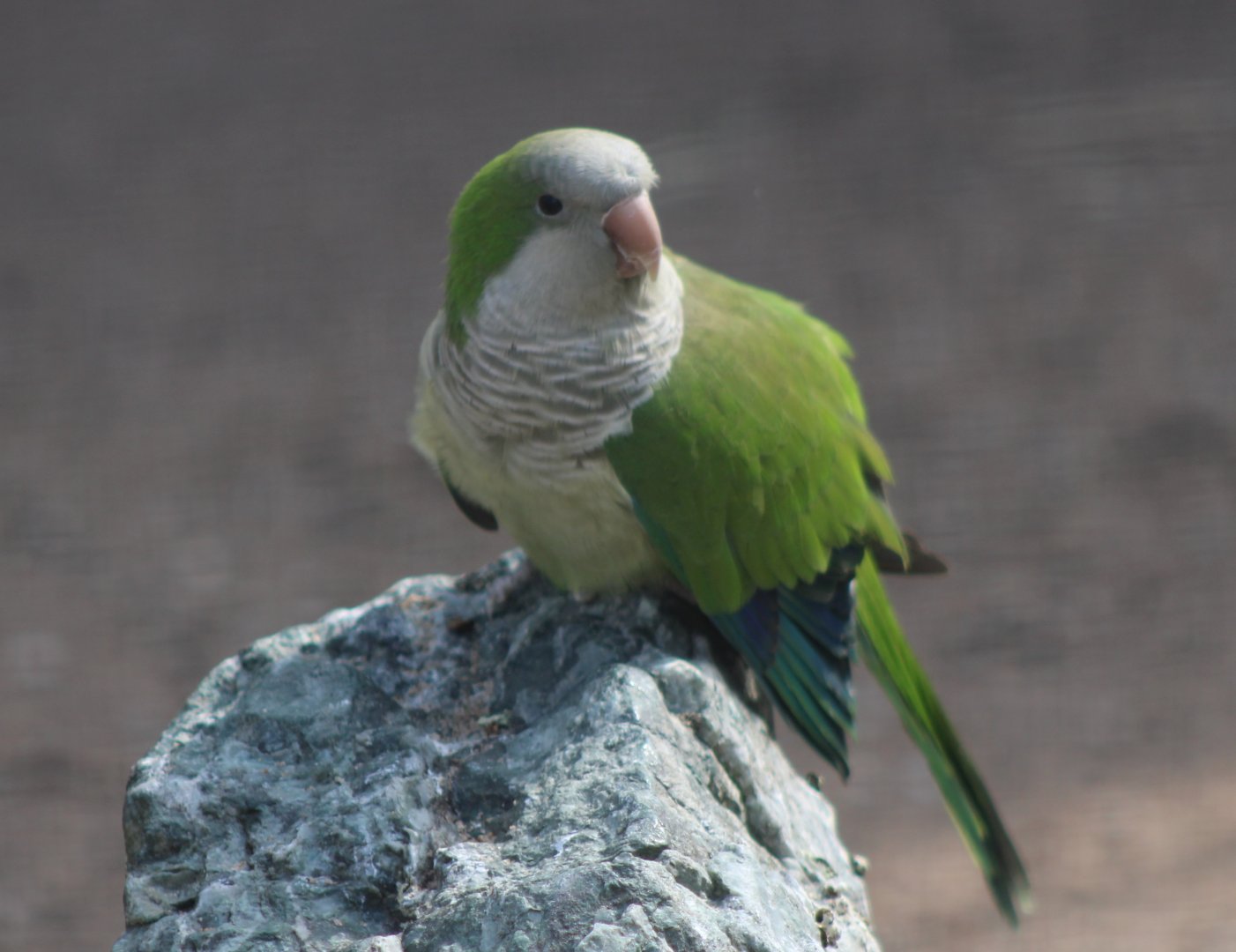 Monk parakeet