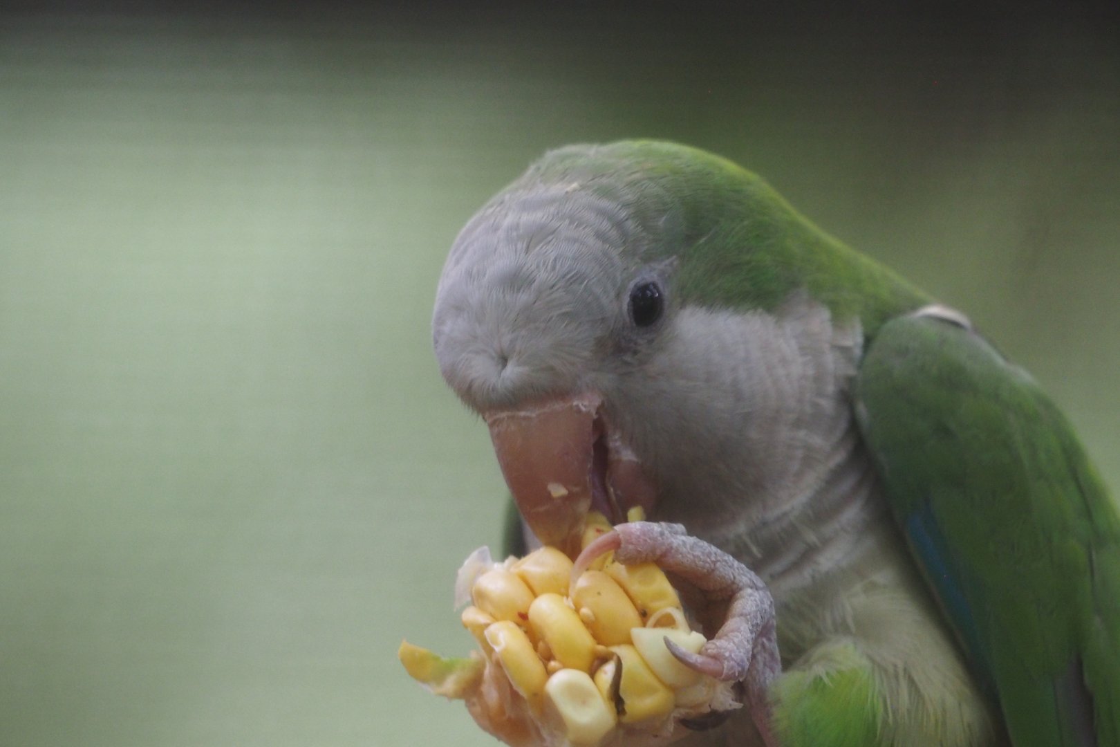 Monk parakeet