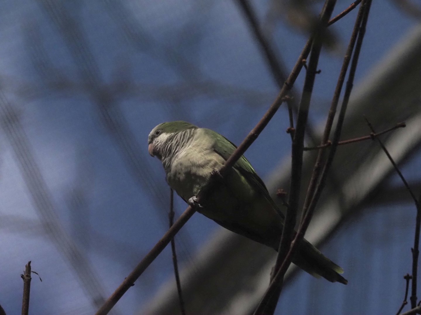 Monk Parakeet