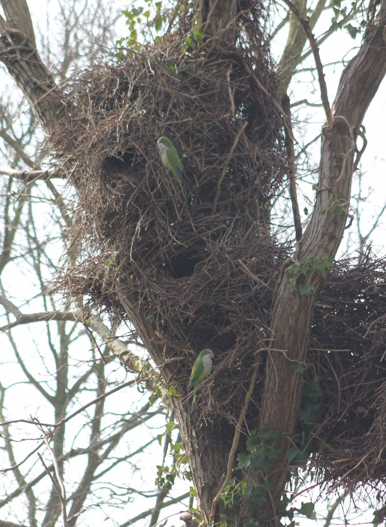 Monk parakeets at the nest