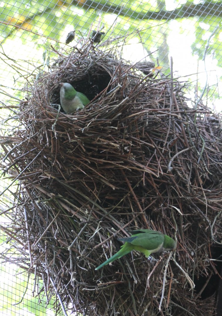 Monk parakeets at the nest