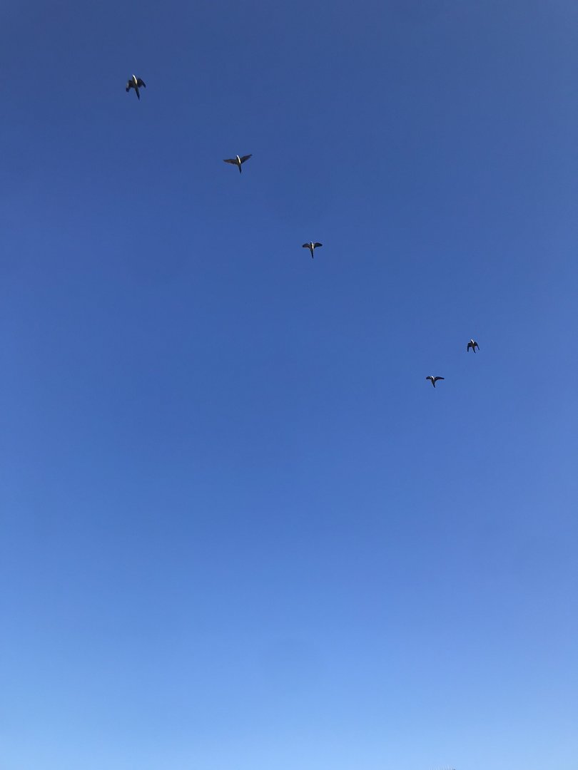 Monk parakeets, Barcelona