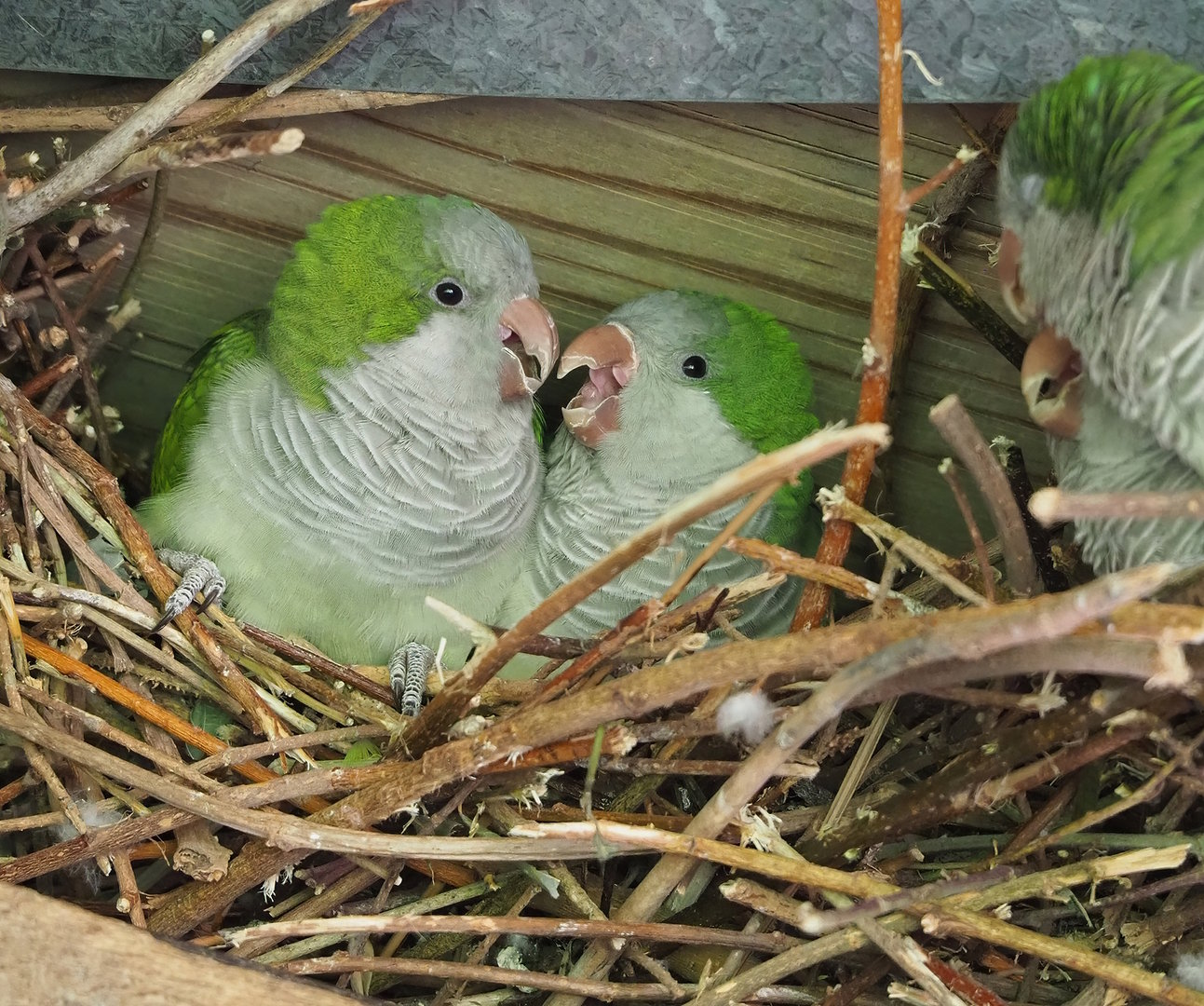 Monk parakeets (Myiopsitta monachus), 2022-08-20