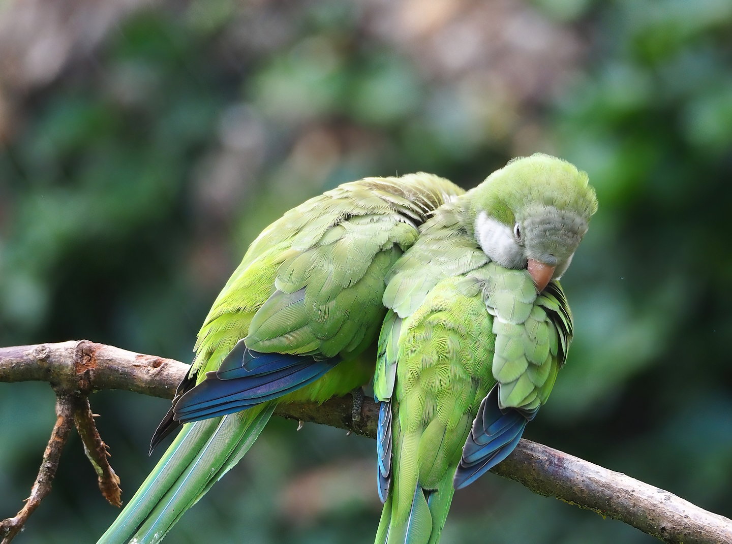 Monk parakeets (Myiopsitta monachus), 2023-07-18