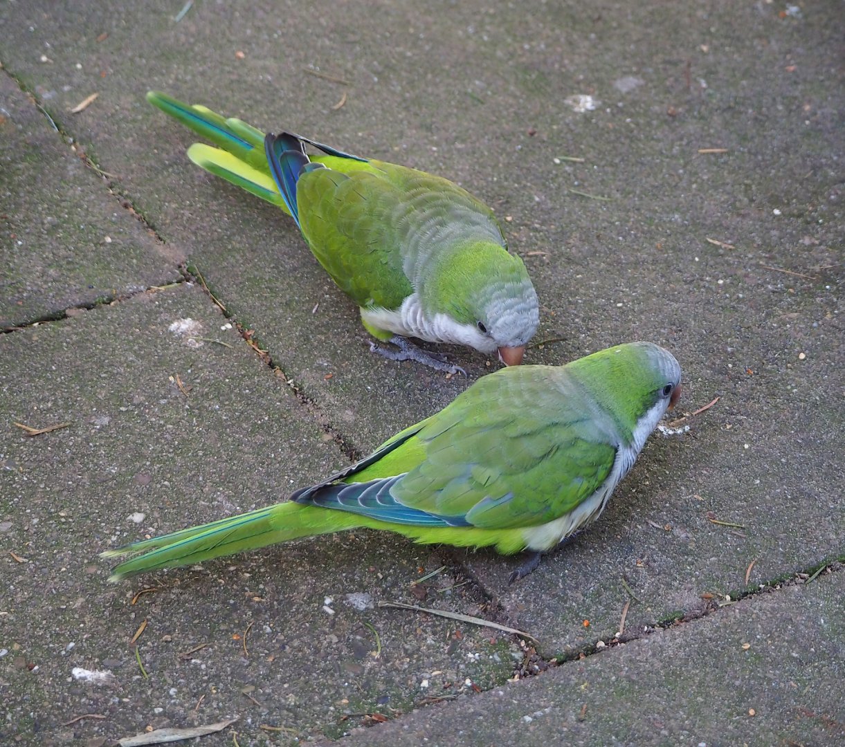 Monk parakeets (Myiopsitta monachus), 2023-09-24