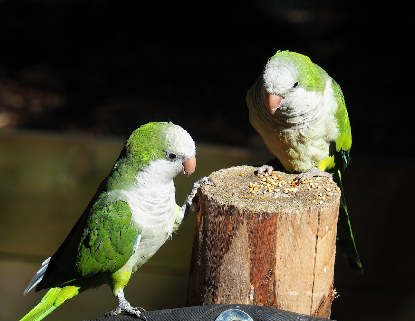 Monk parakeets (Myiopsitta monachus), 2023-09-24