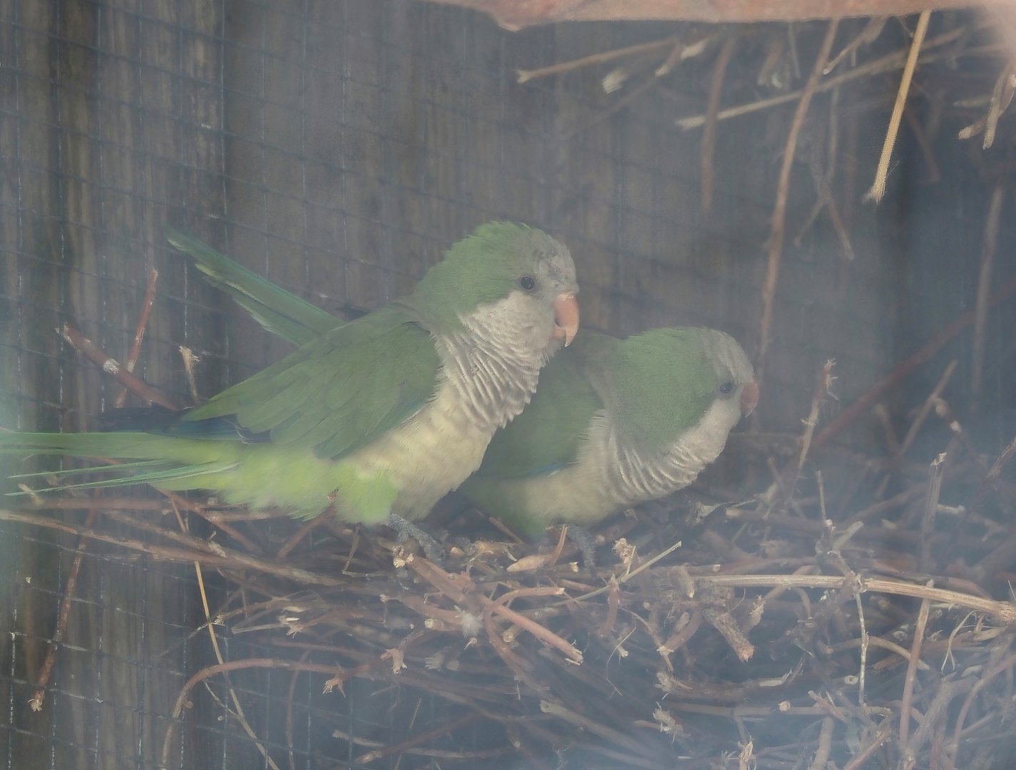 Monk parakeets (Myiopsitta monachus), 2024-08-21