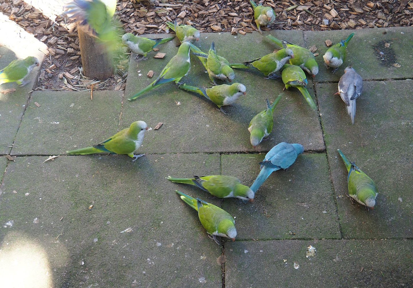 Monk parakeets (Myiopsitta monachus) and a Cockatiel (Nymphicus hollandicus), 2023-09-24