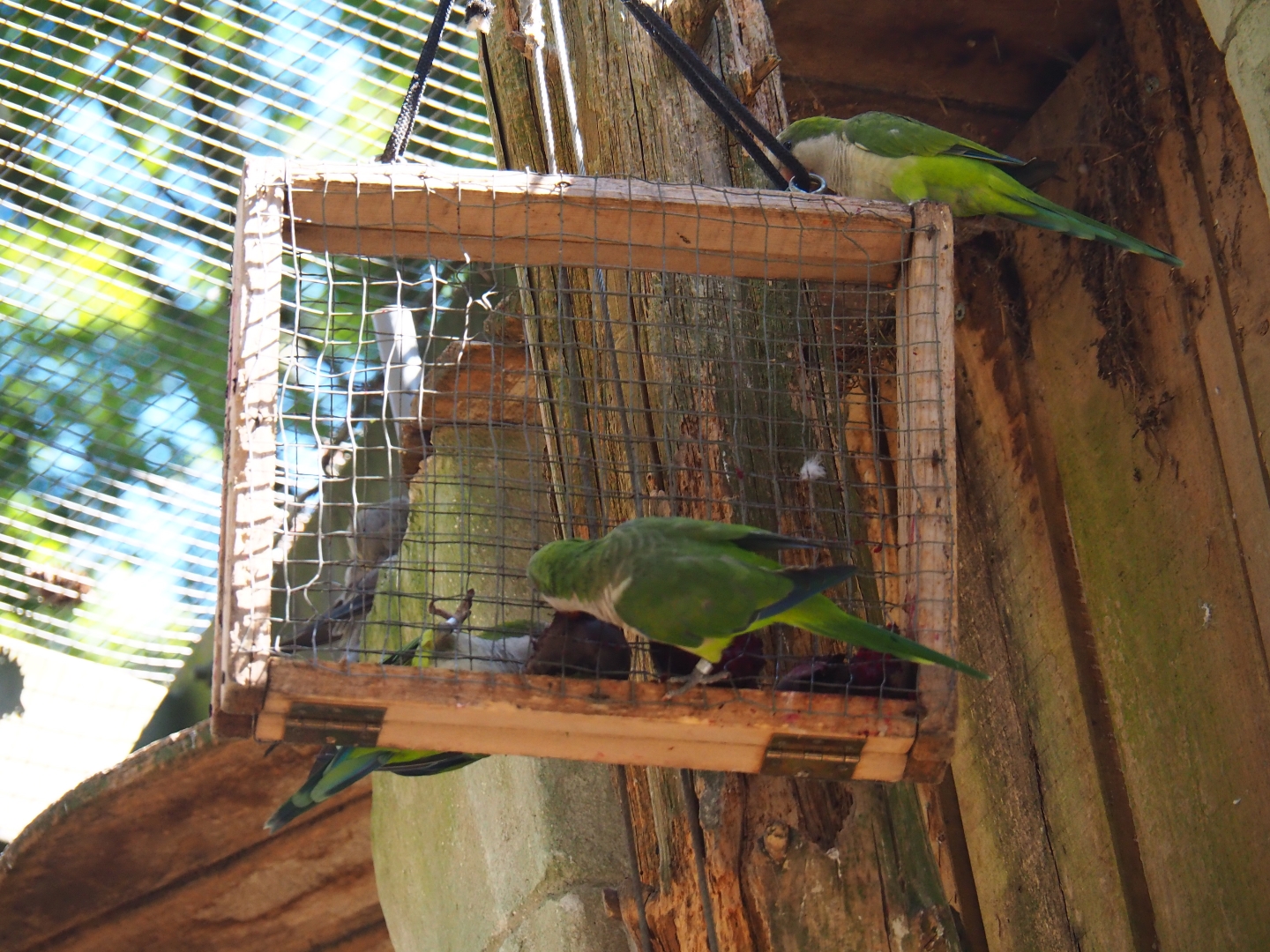 Monk parakeets or Quaker parrots (Myiopsitta monachus) on enrichment feeder