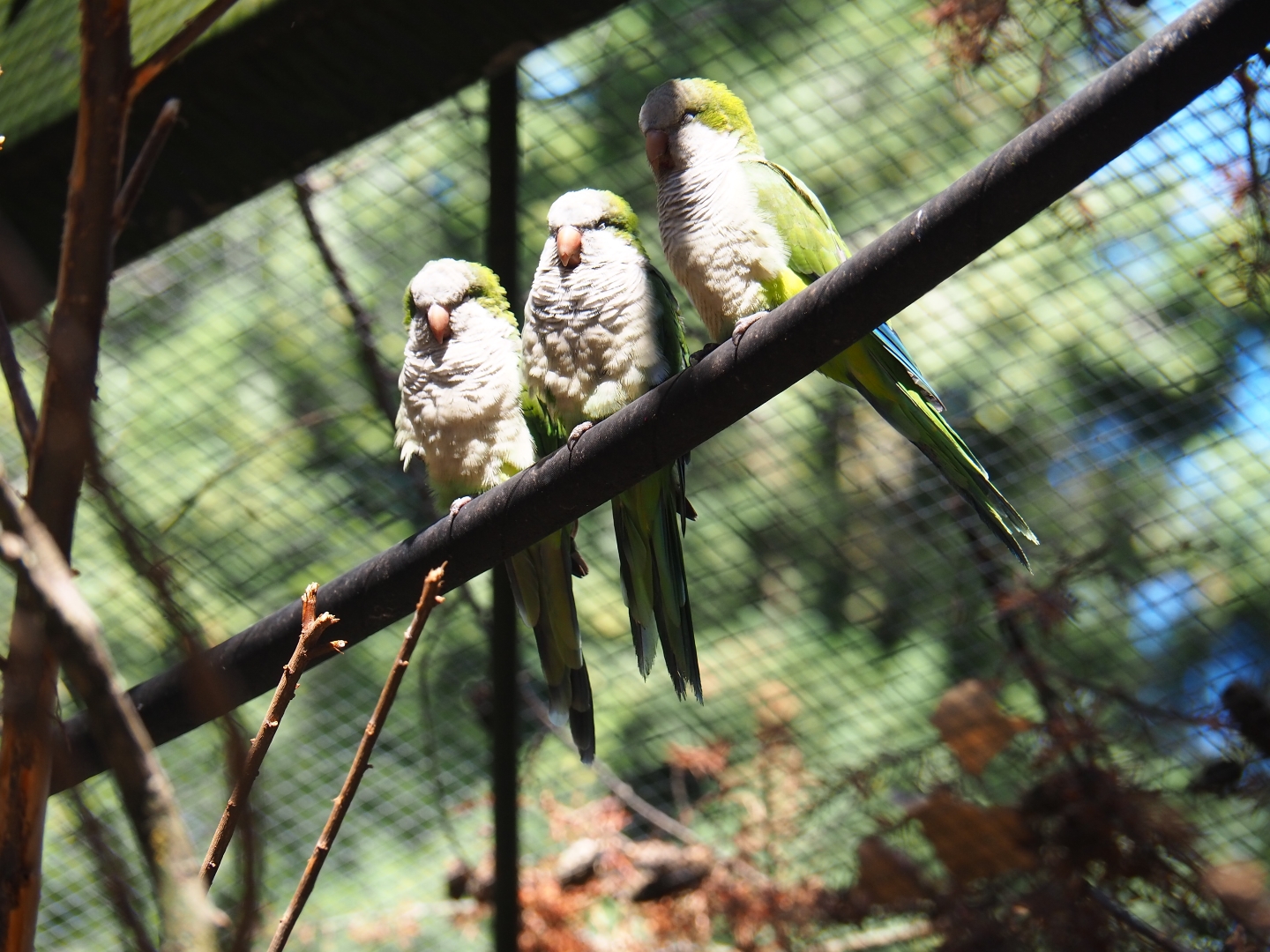 Monk parakeets or Quaker parrots (Myiopsitta monachus)