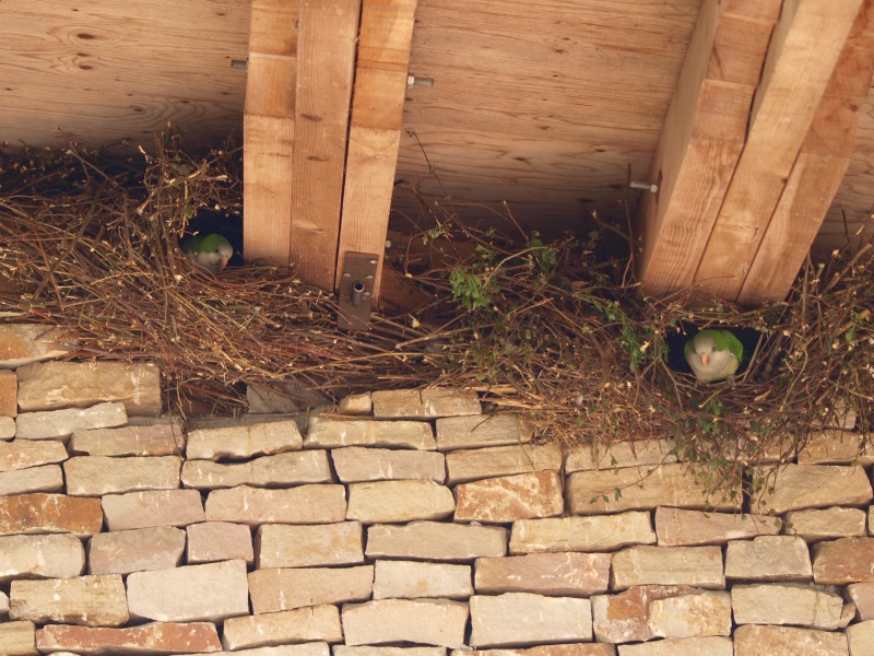 Monk parakeets under the roof (May 2nd, 2015)