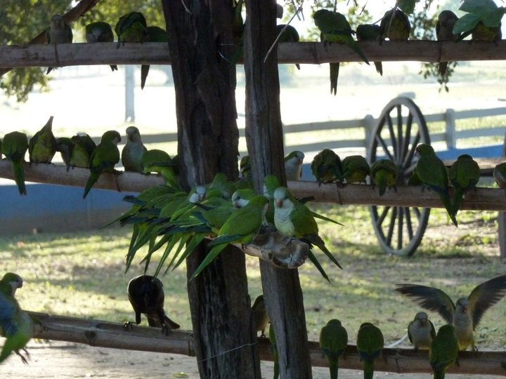 Monk parakeets