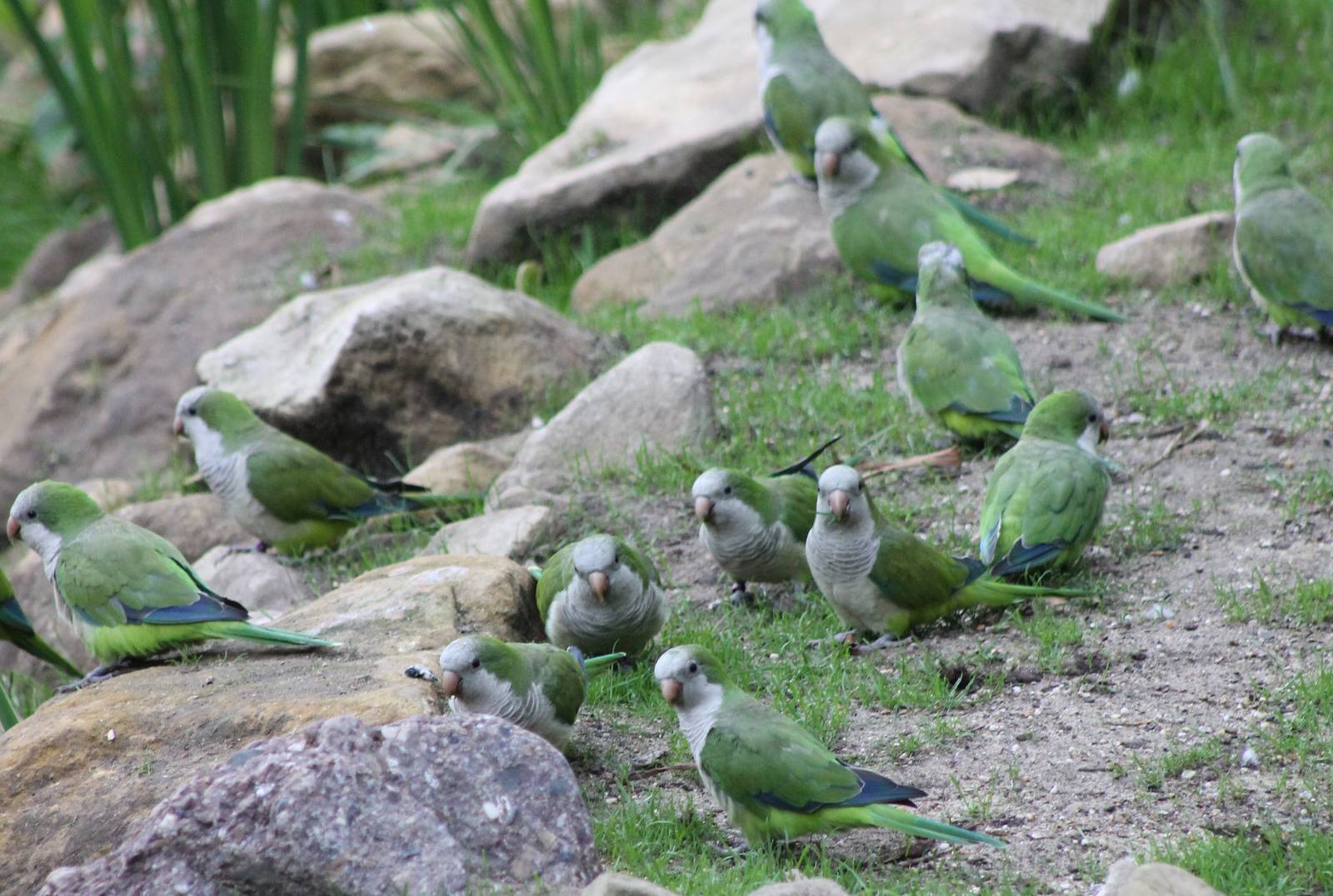 Monk parakeets