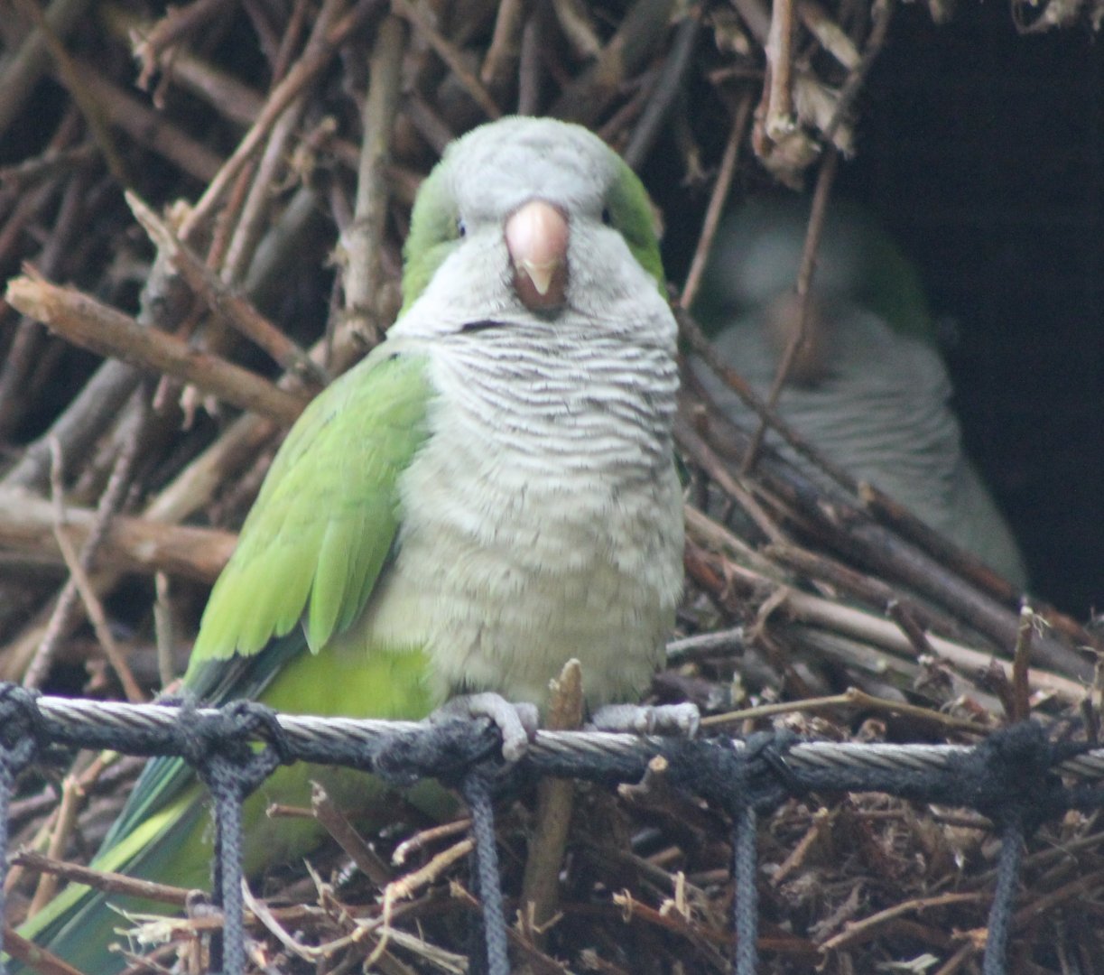 Monk parakeets