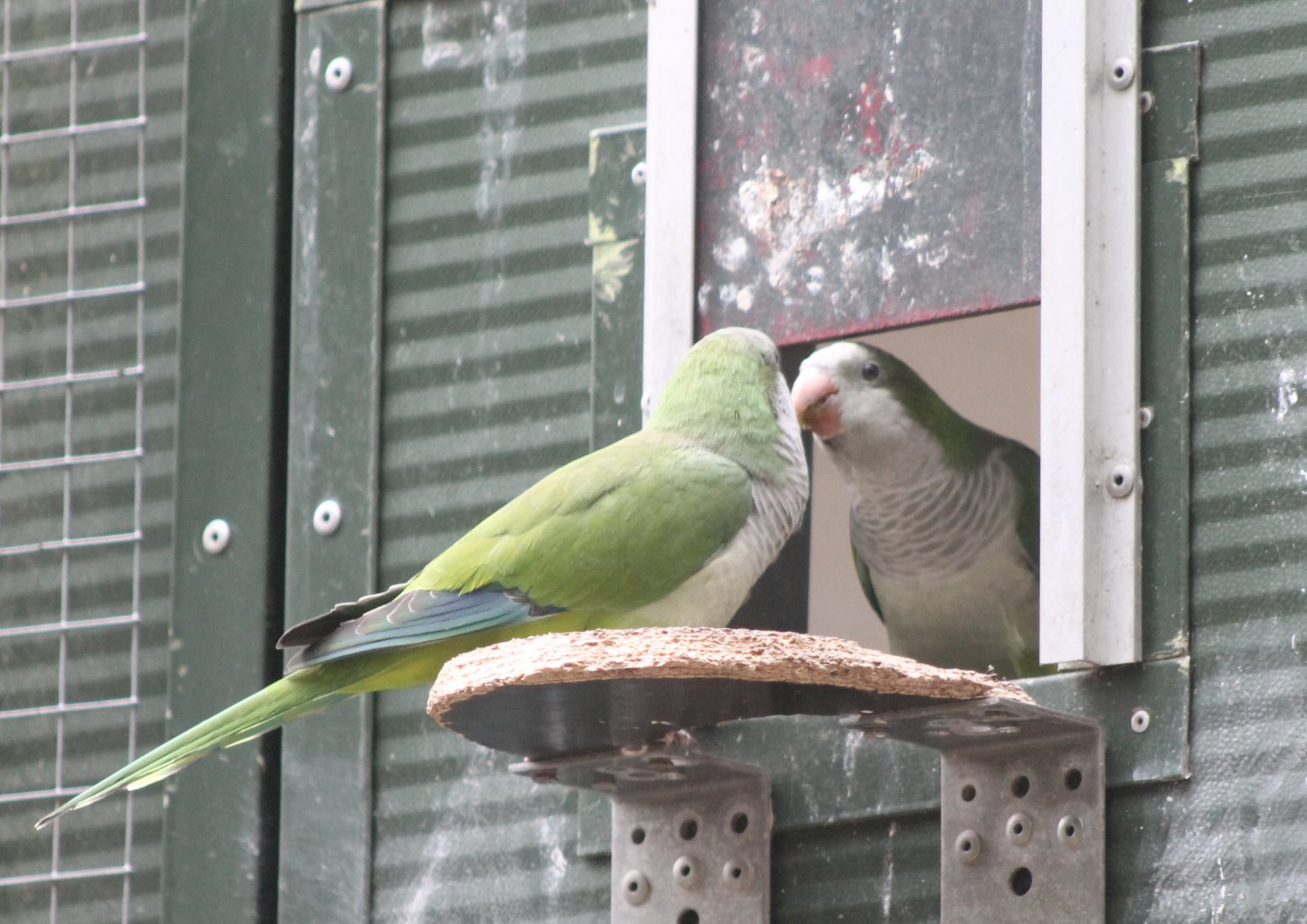 Monk parakeets